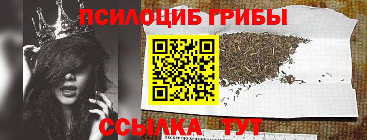 Псилоцибиновые грибы Psilocybe Курск